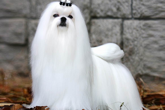 马尔济斯,马尔济斯犬怎么样,好养吗(马尔济斯犬的优缺点)