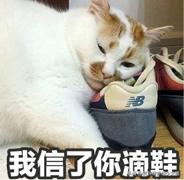 日军与德军哪个更恶毒，日军怕德军吗（为啥战争中常常用狗做间谍）