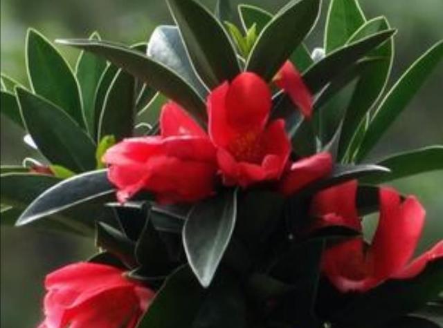 四季茶花的养殖方法，四季茶花的养殖方法和注意事项北方（四季茶花的养殖及注意事项）