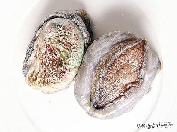 北极贝是什么生物，北极贝是什么生物类群（自然界坚不可摧的生物大家族）