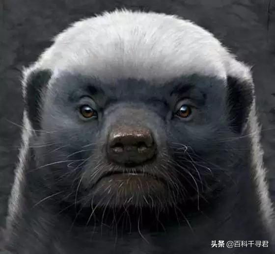 平头哥是什么梗，平头哥是什么梗 豆瓣（而是智勇双全的生存大师）
