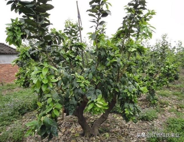 马家柚什么时候熟，马家柚什么时候熟的（黎川马家柚病害防治与管理方法）