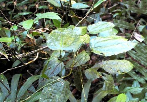 国家一级保护植物的名单，国家一级保护植物简介（植物世界丨国家一级重点保护野生植物名录）