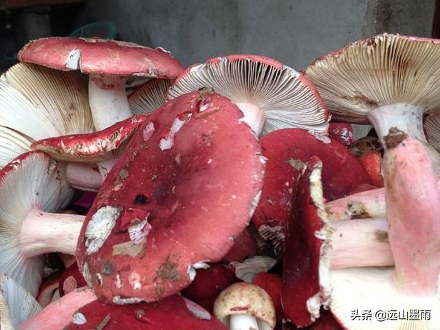 怎样识别真假大红菌，怎样识别真假大红菌图片（进入云南野生菌飘香的季节了）