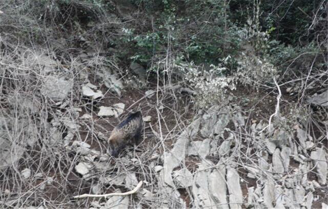 野猪会游泳吗，野生动物都会游泳吗（各地出现野猪渡江）