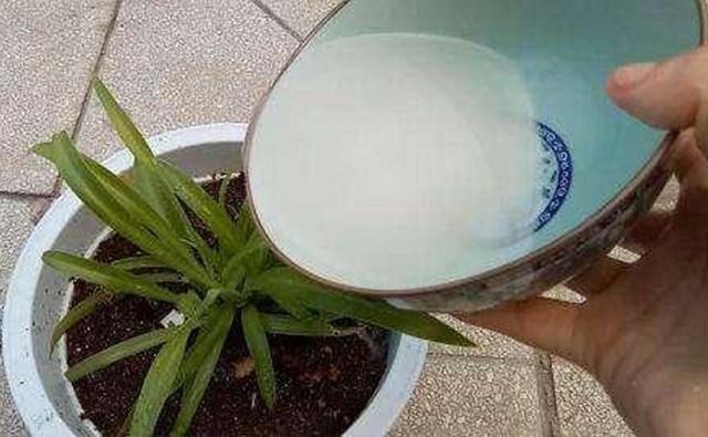 淘米水发酵多久浇花最好，淘米水要发酵多久能浇花和蔬菜（放在阳台发酵半个月）