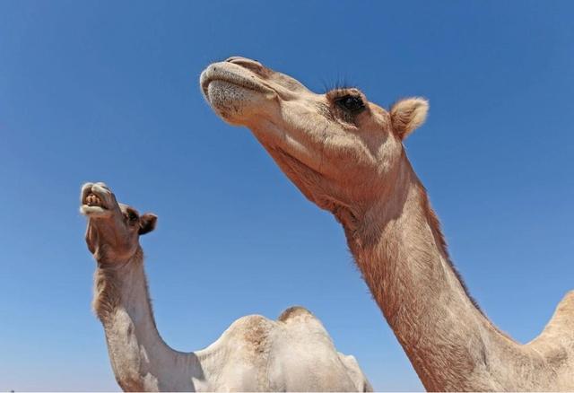 骆驼有几个胃 骆驼有多少个胃，骆驼有几个胃（骆驼从嘴里吐出来的粉红色肉球是什么）
