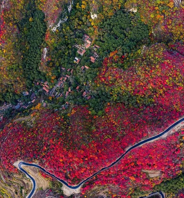 满山红叶似彩霞，阿宝歌曲大全（山东最全赏红叶地图来了）