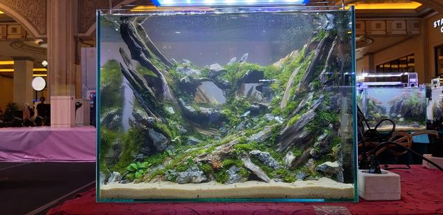 水草造景教程，简单水草造景图片（鱼缸造景比赛作品欣赏）