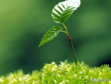简短有格调的句子，简短有格调的说说句子（简短有格调的个性说说）
