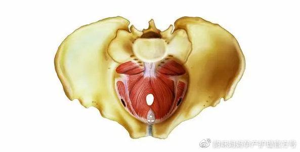 盆底肌修复的最佳时期(盆底肌修复了3次同房了)插图(3)