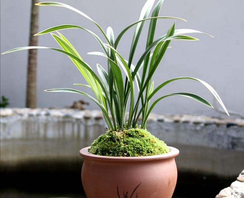 养好兰花的七个关键之(养兰花小技巧)-柯彬网