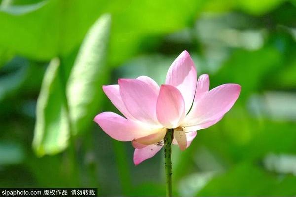 颐和园必看十大景点，颐和园有哪些景点值得去玩（这10个最美赏荷地等你来）