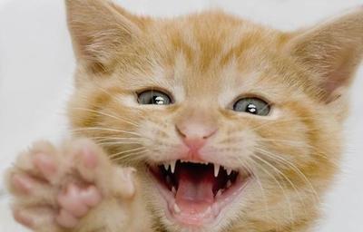 被猫抓了怎么办，古代被猫抓了怎么办（主人被猫咪抓伤的紧急处理法）