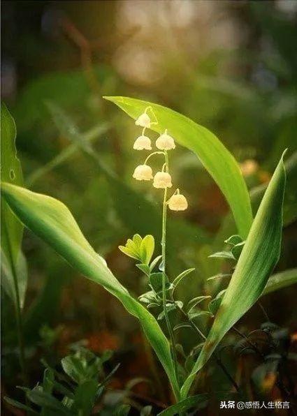 七色堇花语是什么，七色堇花语和传说（这些奇花异草太美了）