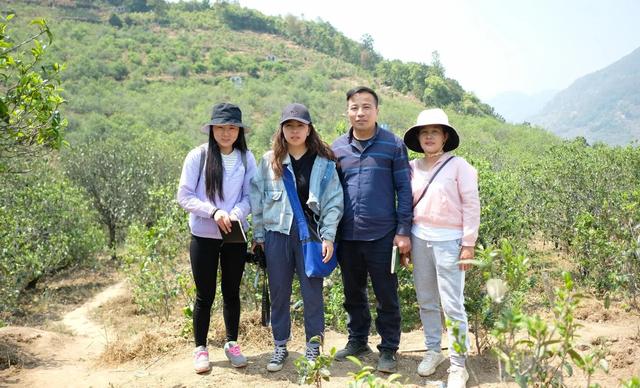 梅子箐古树茶特点，梅子箐古树茶是生普吗（2021年爆火的梅子箐）