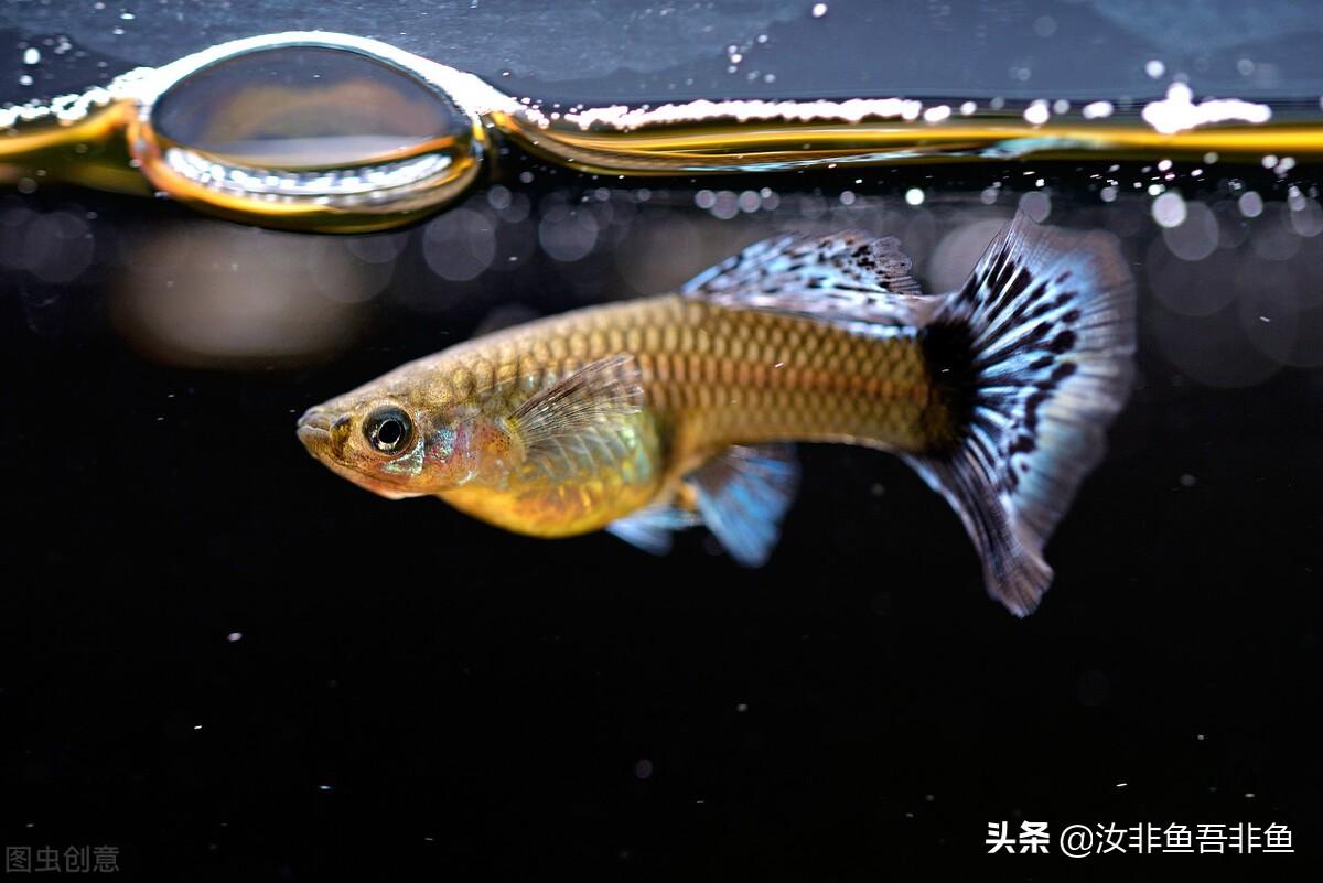 孔雀鱼临产前有哪些明显征兆？教你轻松识别母鱼即将生产的关键信号
