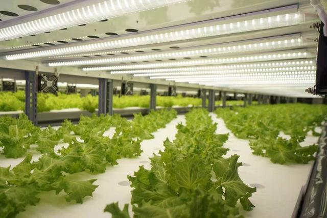 中环易达到底怎么样，中环易达是国企吗（中环易达植物工厂魏华农）