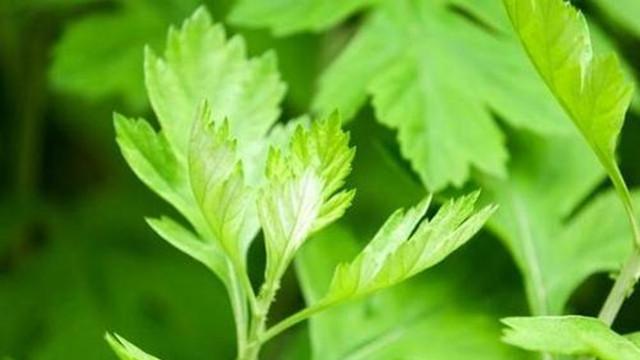 艾草怎么洗澡最好，艾草洗澡怎么洗正确（坐月子洗澡都是熬艾草洗澡）