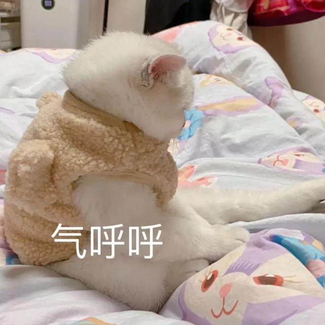 表情包  可爱小动物，微信头像，表情包  可爱小动物（可爱小动物表情包）