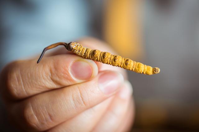 冬虫夏草怎么鉴别，如何鉴别冬虫夏草的真假（认准这几个特点就够用了）