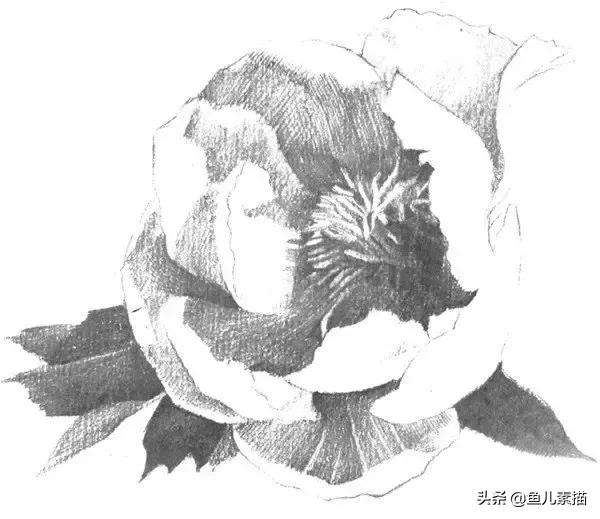 牡丹简笔画的画法，牡丹简笔画的画法图片大全（八步让你速成素描牡丹花）