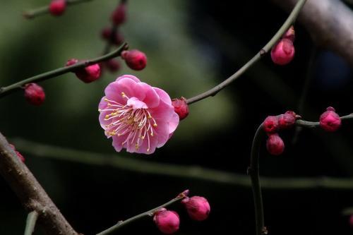 十三个国家的国花，十三个国家的国花是什么（有些没见过）