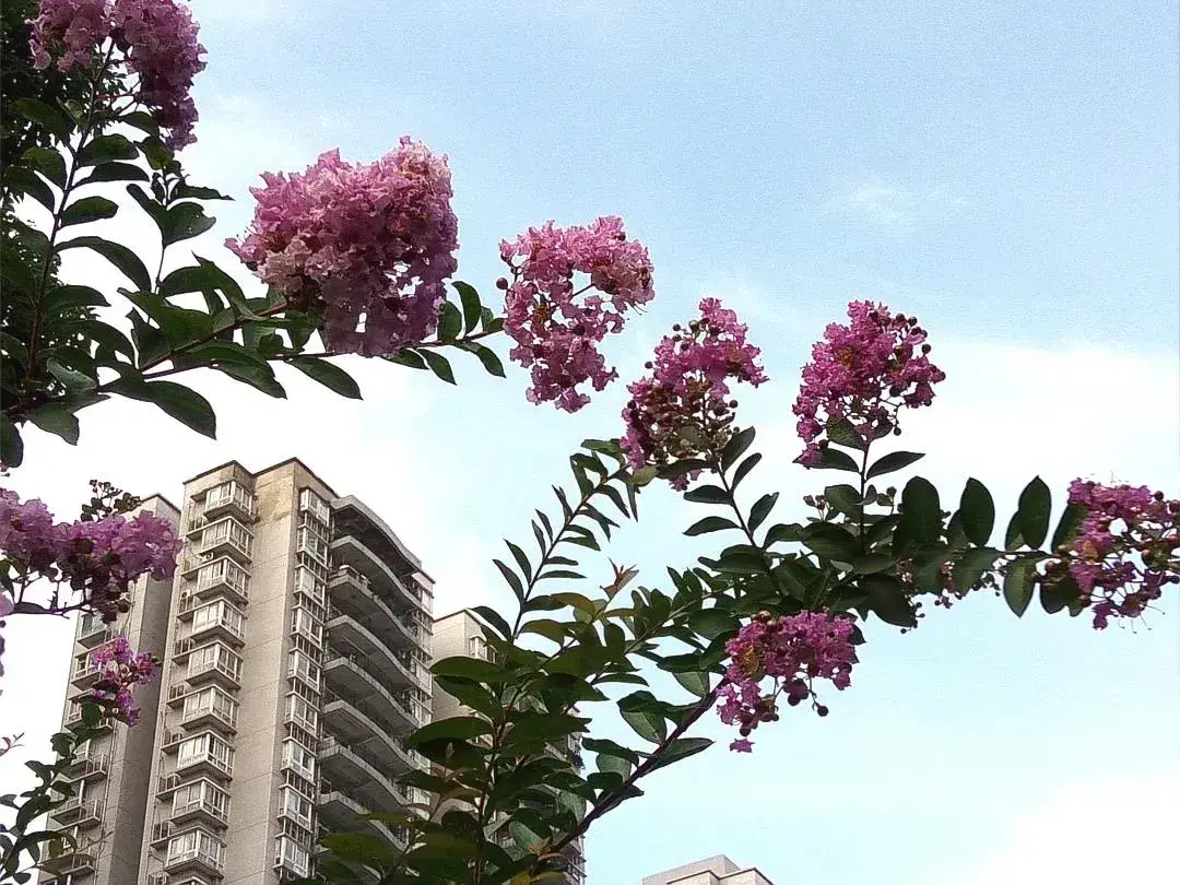 北大附中重庆实验学校（重庆名校）