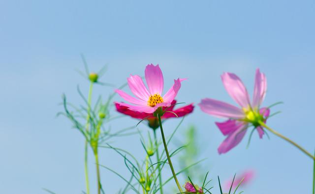 余生是什么意思，听闻余生是什么意思（有一种夫妻，叫余生）