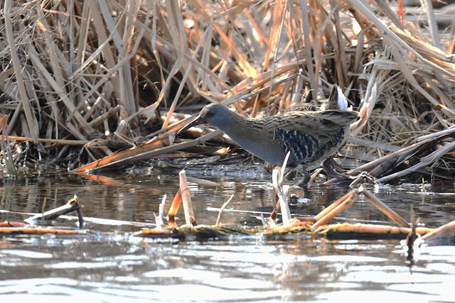 水鸡是什么，水鸡是什么车（西方秧鸡、叽咋柳莺......）