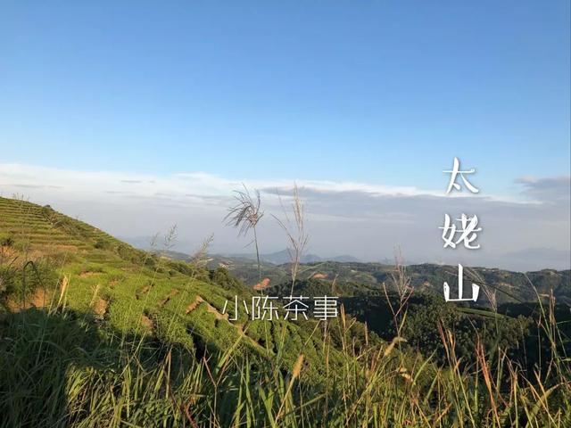 白牡丹茶怎么泡，白牡丹是什么茶（白茶春牡丹和秋牡丹）