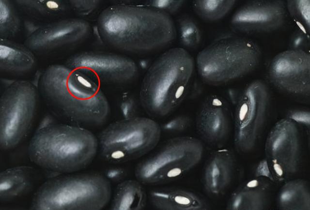 我在种植的豆类叫青仁黑豆，青仁黑豆与黑豆一样吗（买黑豆时，青仁黄仁有啥区别）