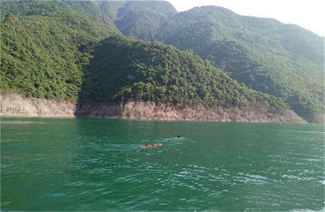 野猪会游泳吗，野生动物都会游泳吗（各地出现野猪渡江）