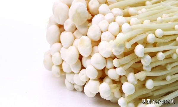 金针菇怎么保存，金针菇保存方法（介绍两种金针菇的保鲜方法让你吃个新鲜）