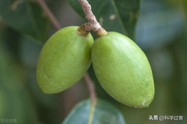 atp合成场所，ATP在哪里合成（仿生机器人、轮子和ATP合酶——漫谈仿生学）