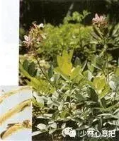 白牛胆的功效与作用，白牛胆的功效与作用禁忌（中药图片大全与功效）