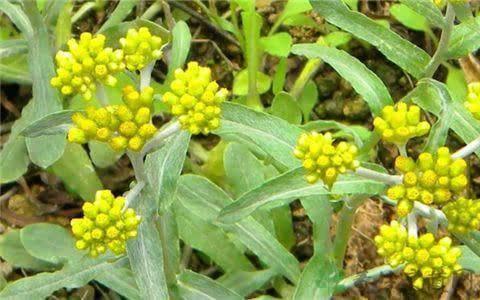 野生白花菜图片，野白花菜的功效与作用与禁忌（20种常见野菜辨别图）