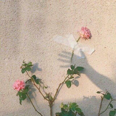 粉色头像女微信，女生可爱粉红系QQ头像（粉红少女系微信风景头像高清唯美）