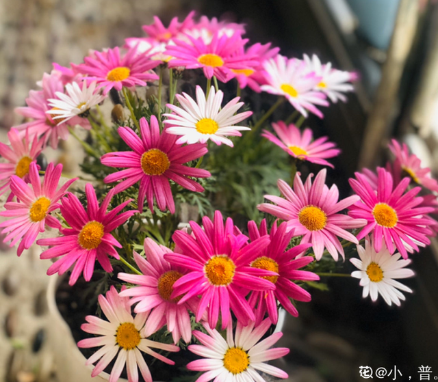 植物叶子发黄缺什么肥料，叶子发黄缺什么肥（家里的花总是黄叶子）