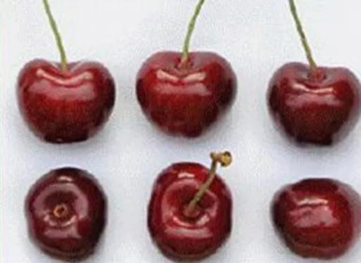 最甜的樱桃品种是哪几种，全球极具潜力的十个甜樱桃品种