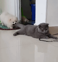 小猫的特点(猫咪的特点有哪些)