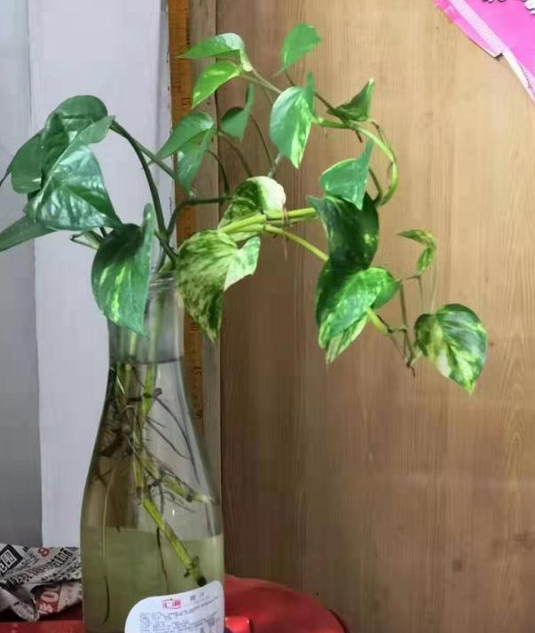 怎么水培绿萝，绿萝怎么水养（用“黑暗魔法”）