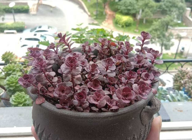 和玫瑰花很像的花，像玫瑰一样的多肉植物（多肉界的“小玫瑰”）