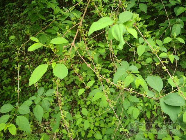 连翘图片大全高清图片，连翘图片高清图片（连翘图片大全大图）