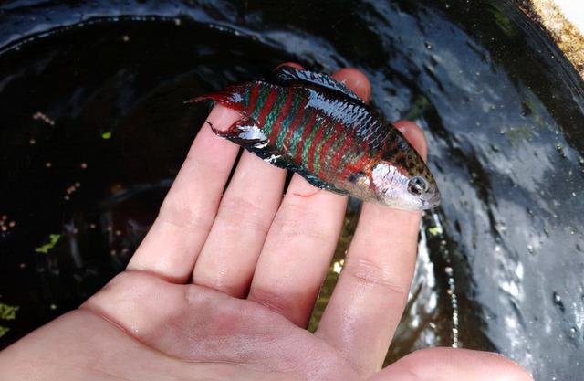 菩萨鱼怎么养殖,菩萨鱼能和金鱼养吗(菩萨鱼:小杂鱼中的"古惑仔")