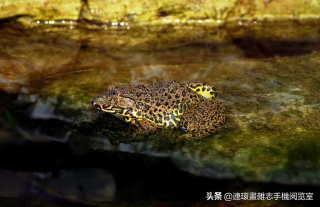 比较常见的青蛙种类，青蛙种类图片大全