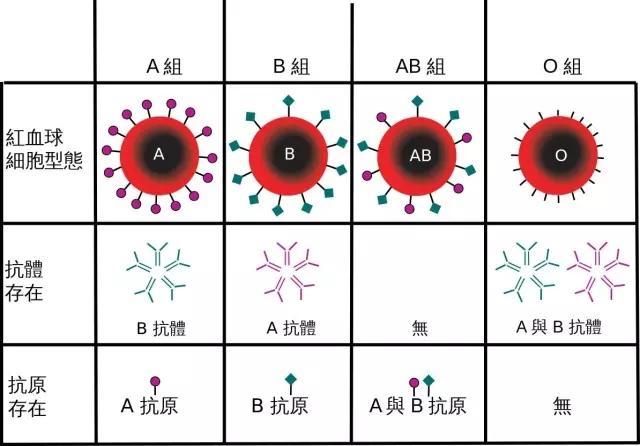 血型遗传规律表，血型遗传规律表基因型（看看血型遗传规律表）
