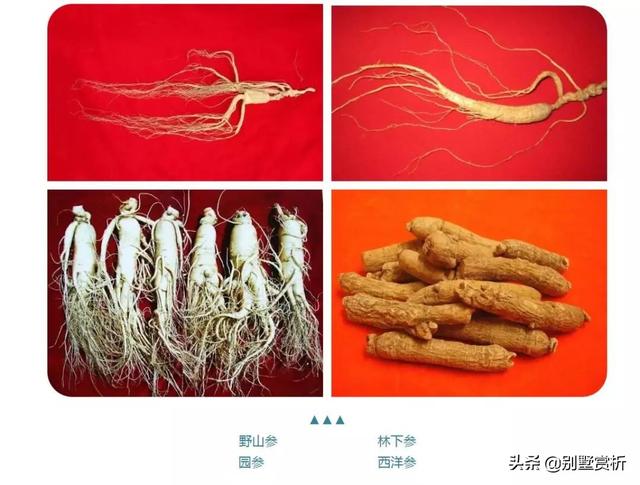 山参多少钱一支，野山参价格多少钱一根（人参几元一支和几万一支的差别）