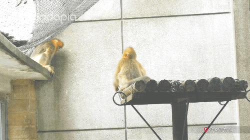 动物园都有什么，北京动物园都有什么（你只看到它们辛勤的玩耍）