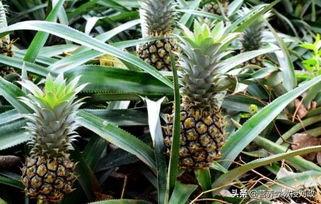 吃菠萝有什么好处，经常吃菠萝有什么好处（是很适合伏天吃的一种热带水果）